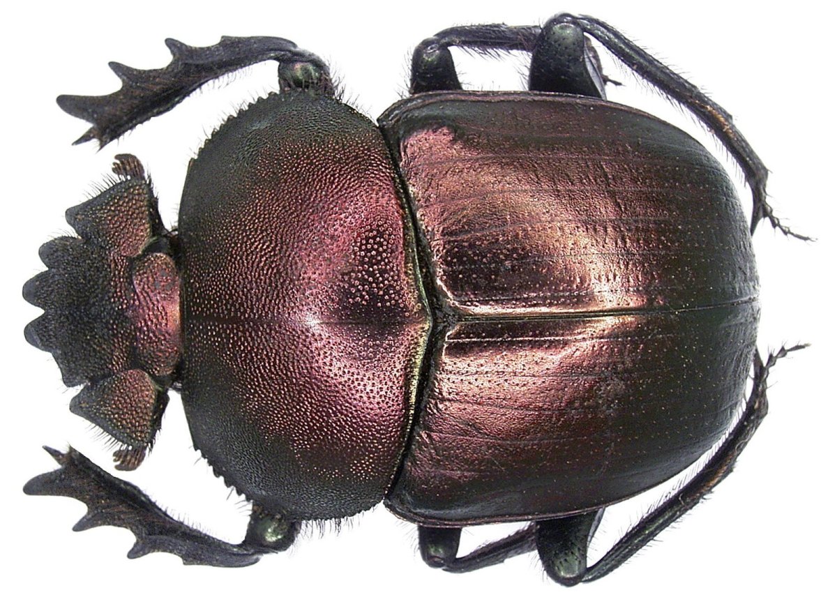 Kheper Scarabaeus