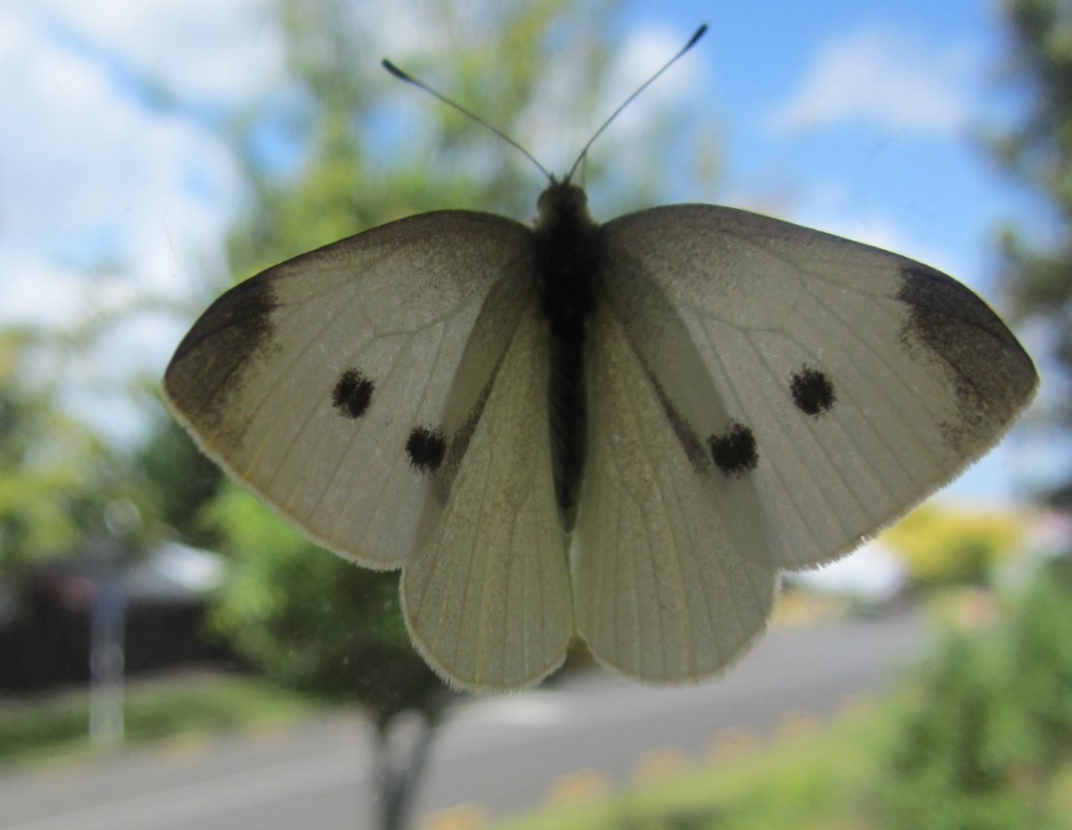 Большая белая бабочка мадейры