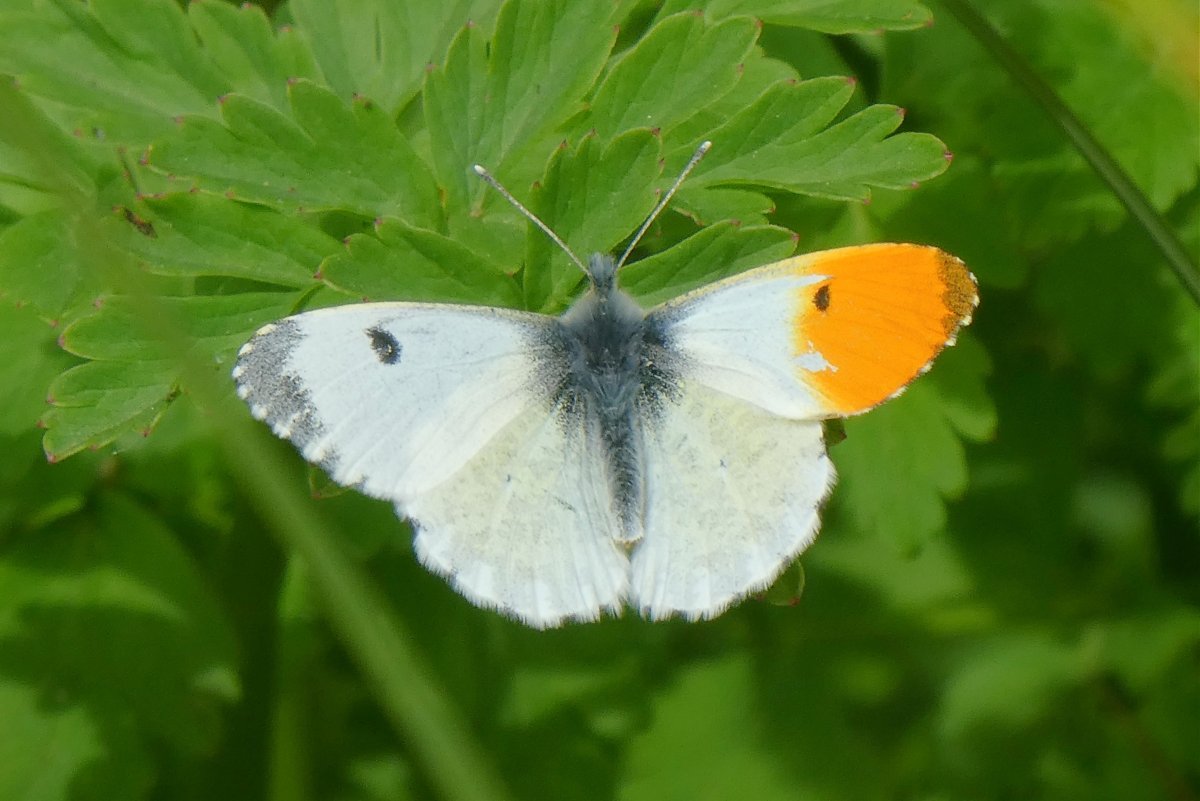 Зорька обыкновенная