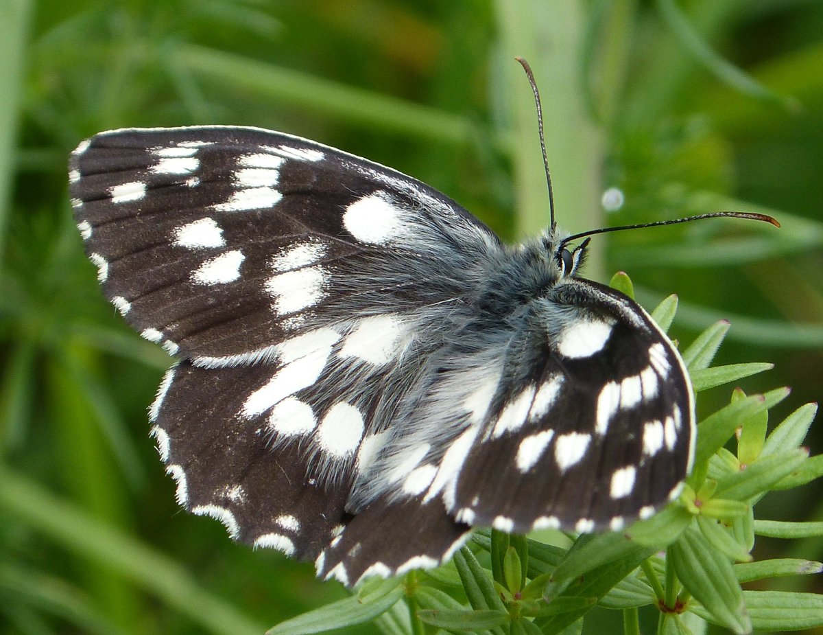 Mariposa diurna II (Melanargia Ines) фото