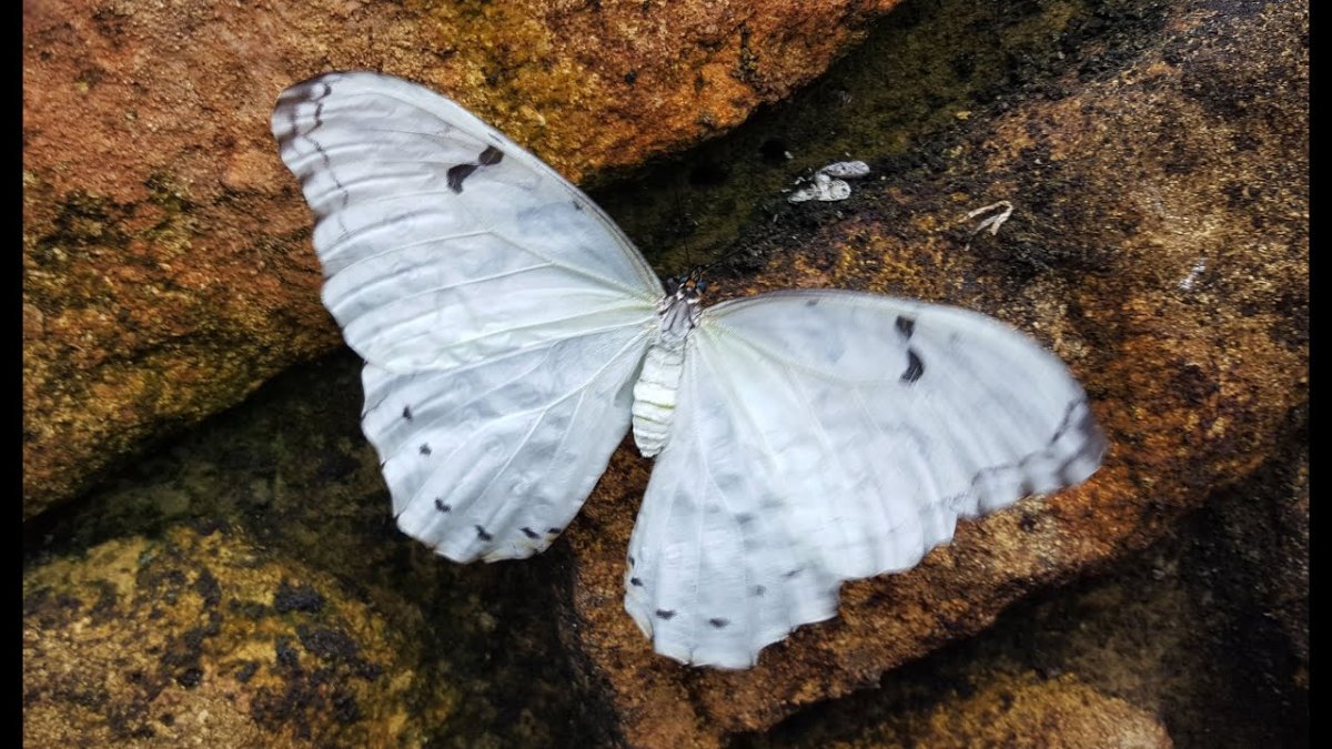 Белый дракон бабочка