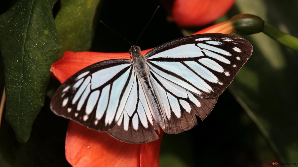 Мраморная бабочка