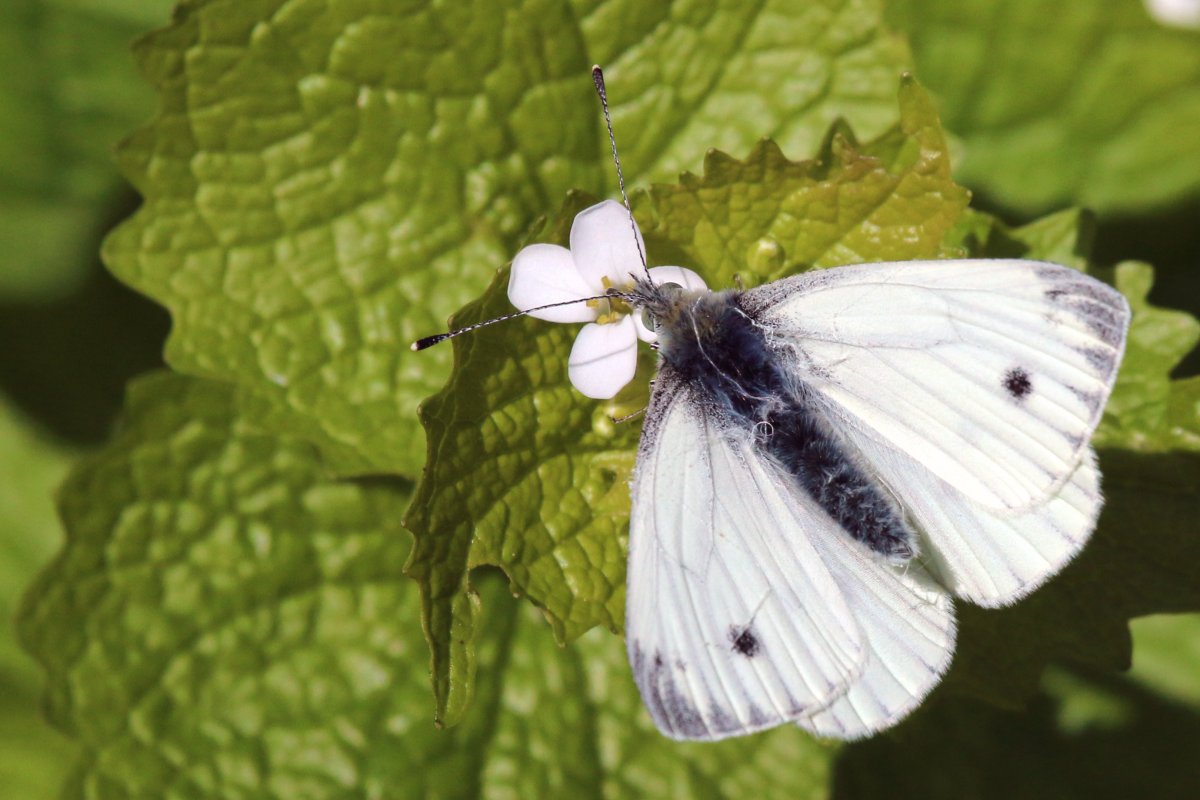 Репница бабочка фото куколка