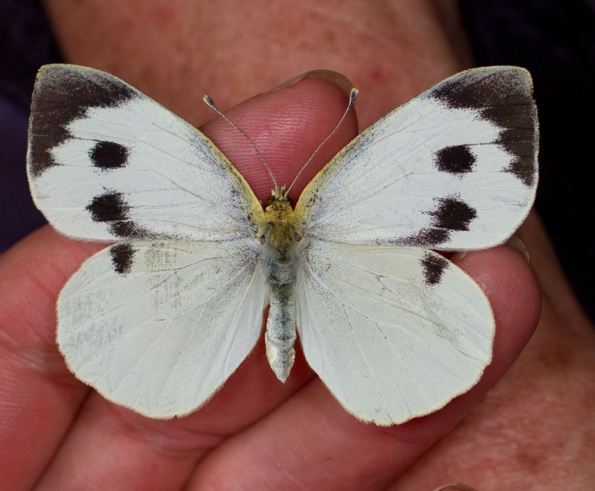 Бабочка капустница