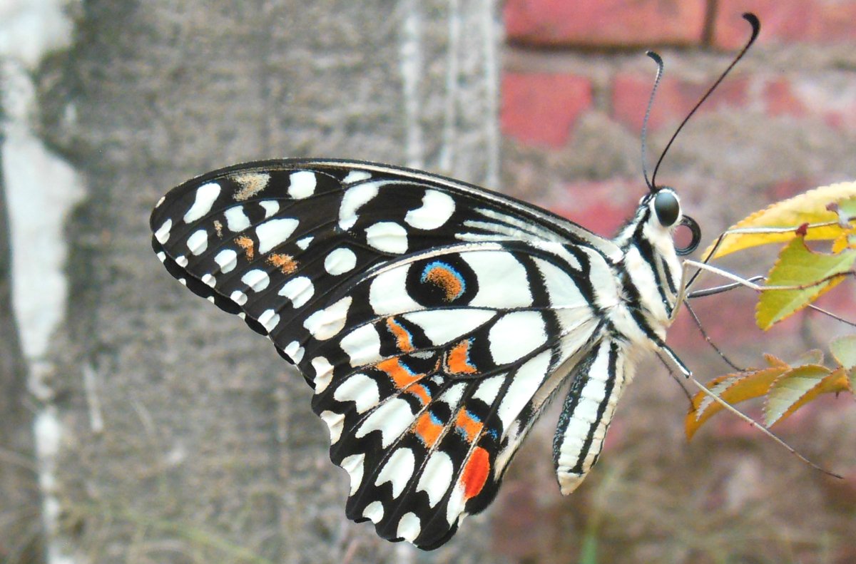 Papilio demoleus бабочка