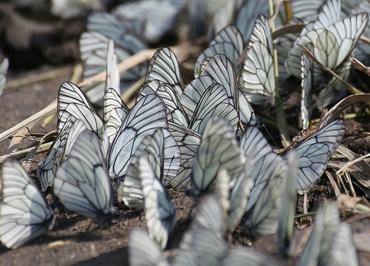 Нашествие бабочек капустниц