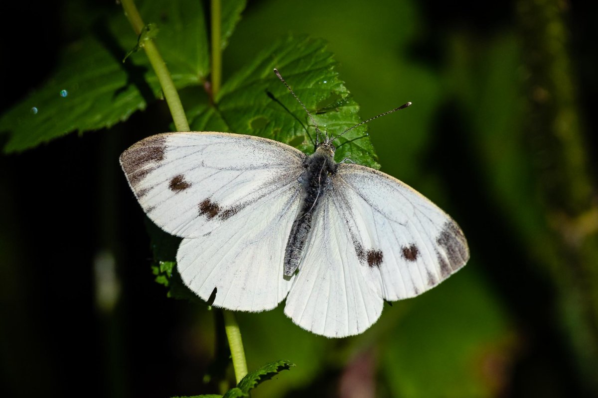 Pieris brassicae catoleuca