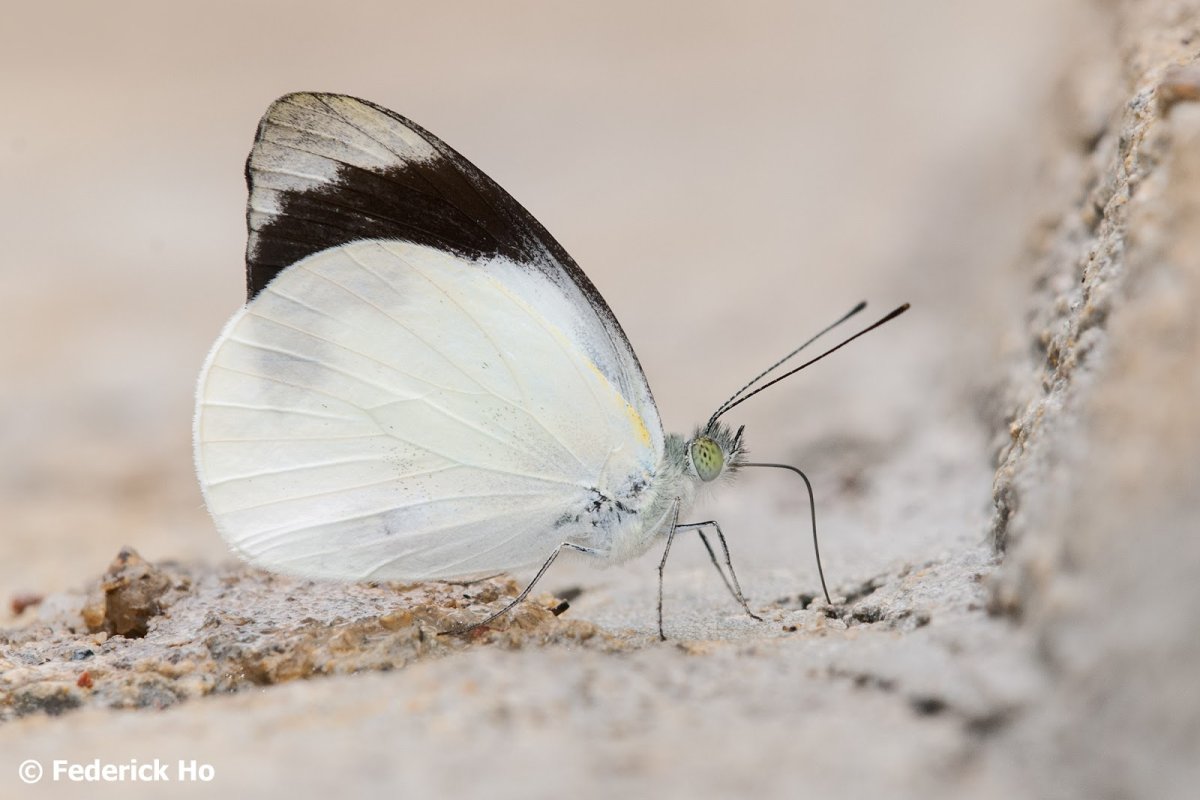 Бабочка белый свет