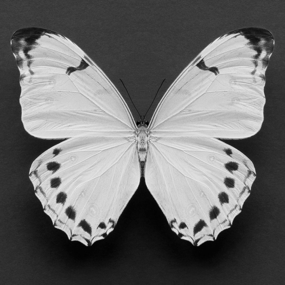 Искусственная бело серая бабочка