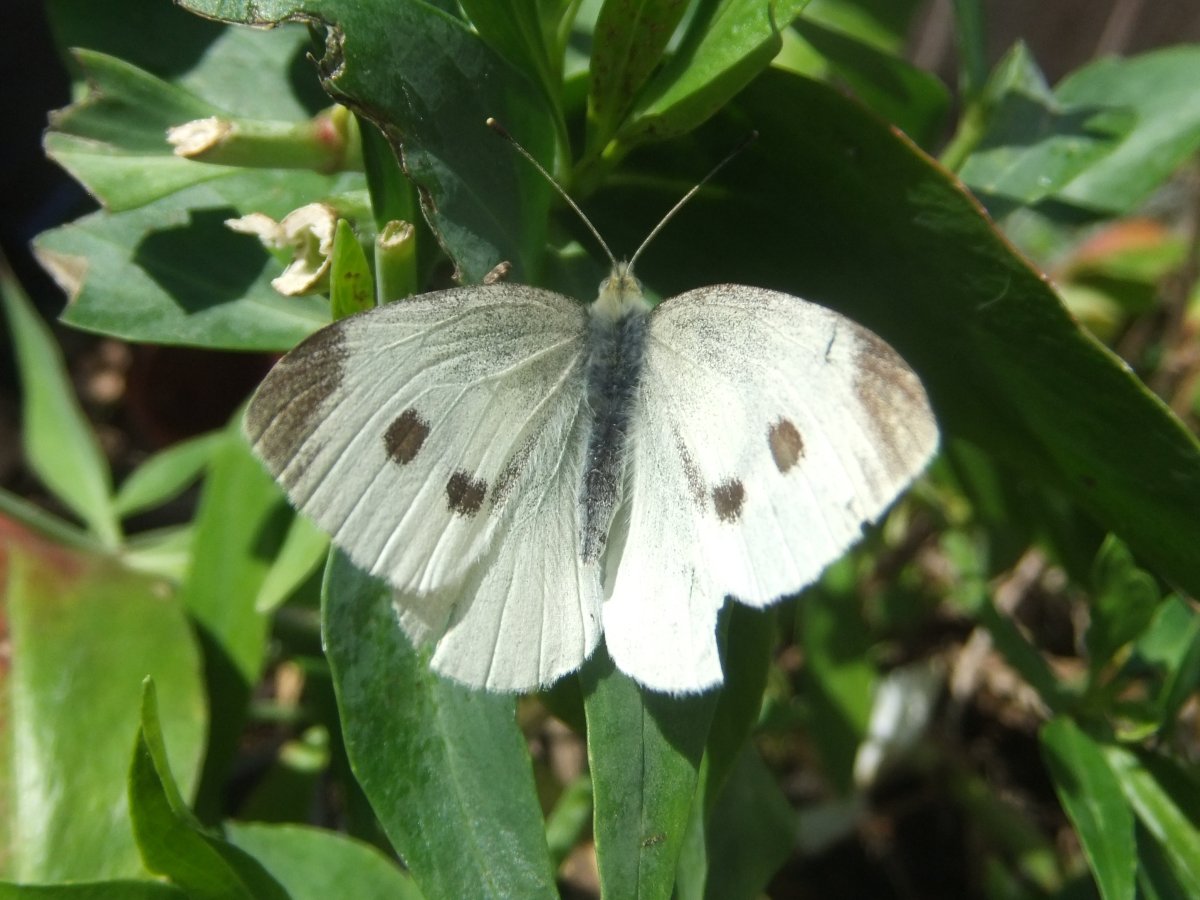 Pieris rapae куколка