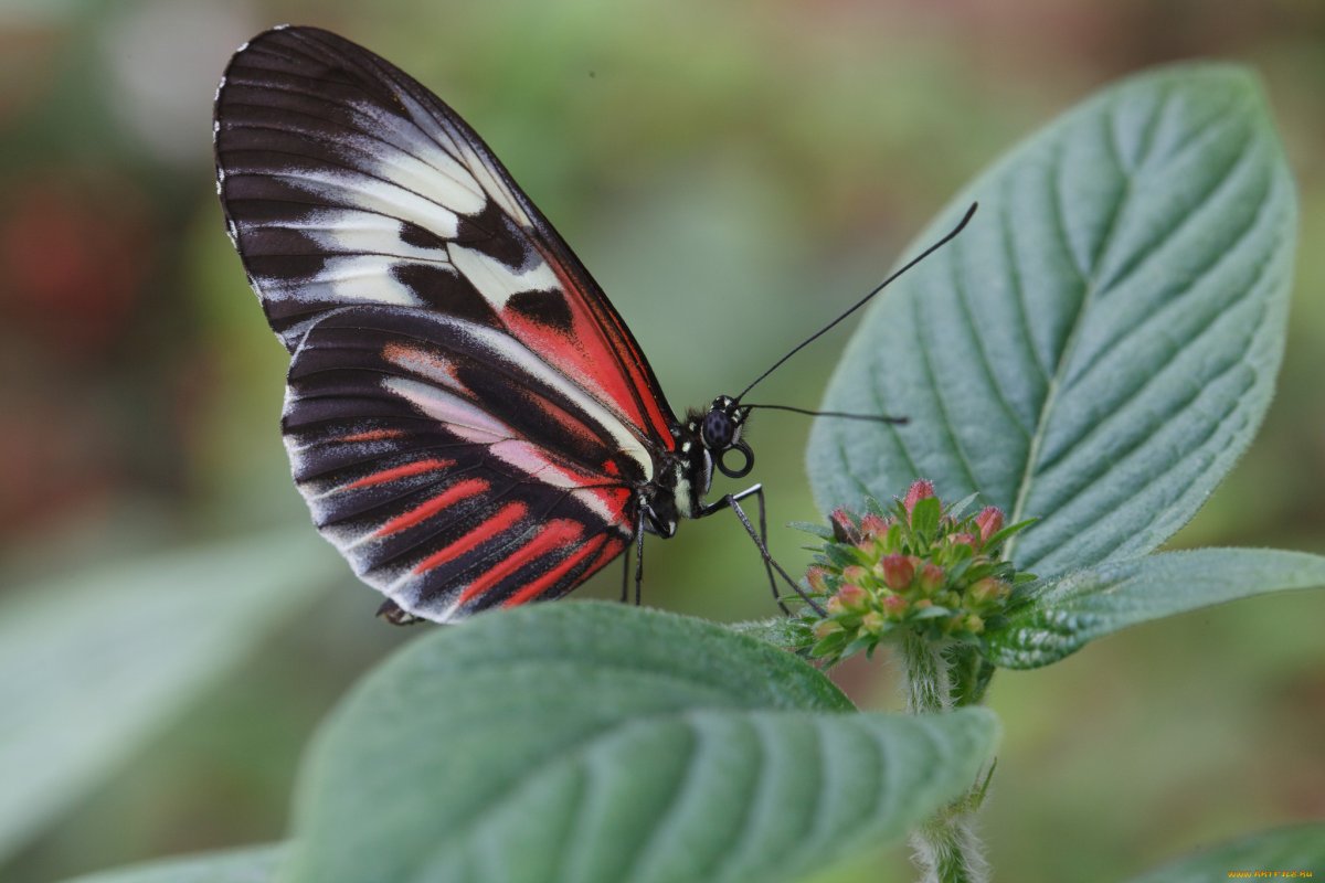 Бабочка Боб