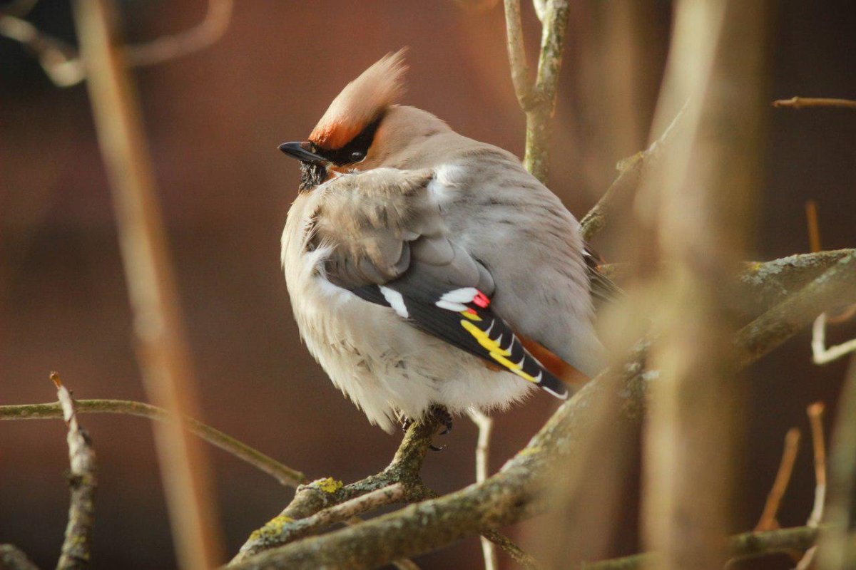 Птицы Ленобласти с хохолком