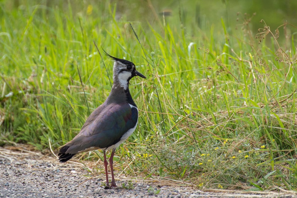 Чибис пигалица птица