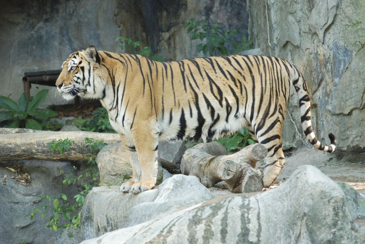 Туранский (Каспийский) тигр