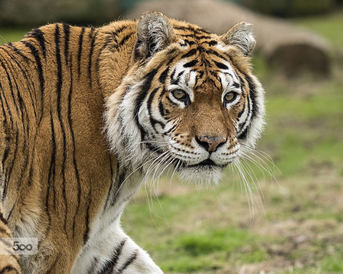 Туранский тигр