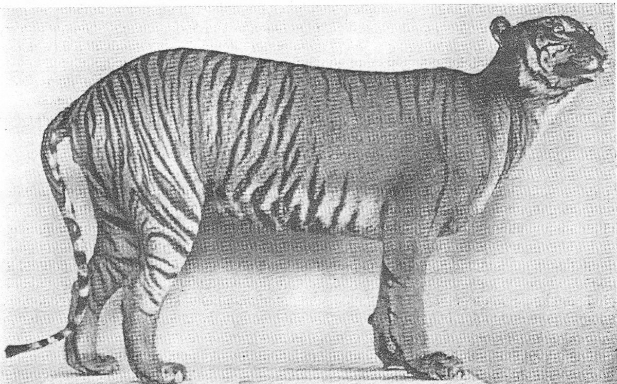 Яванский тигр Туранский