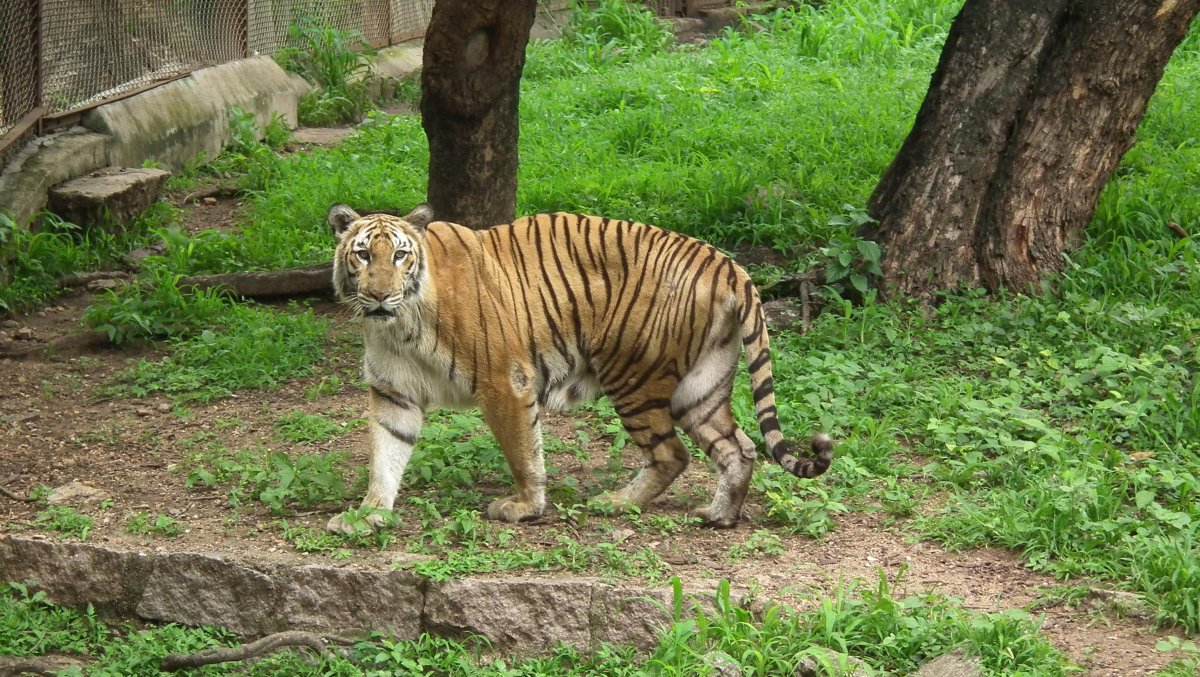 Балхашский тигр