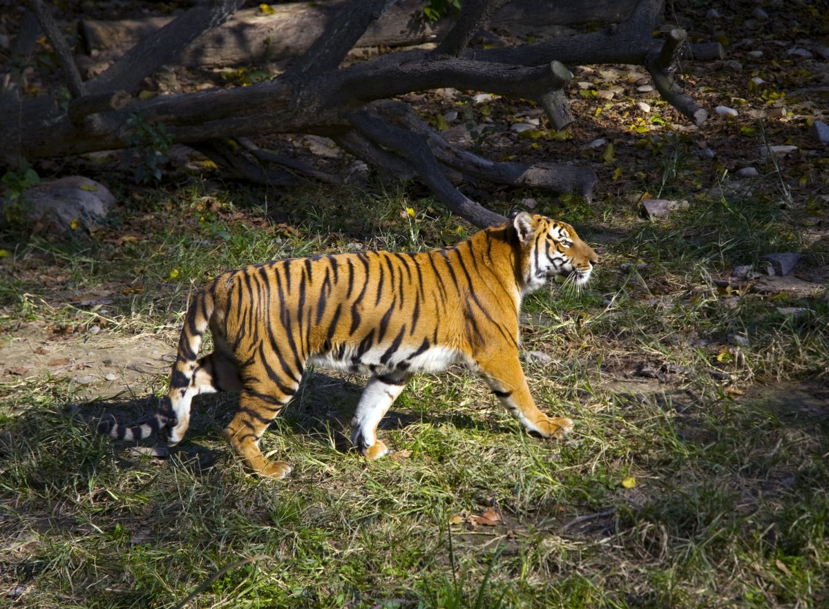 Туранский тигр