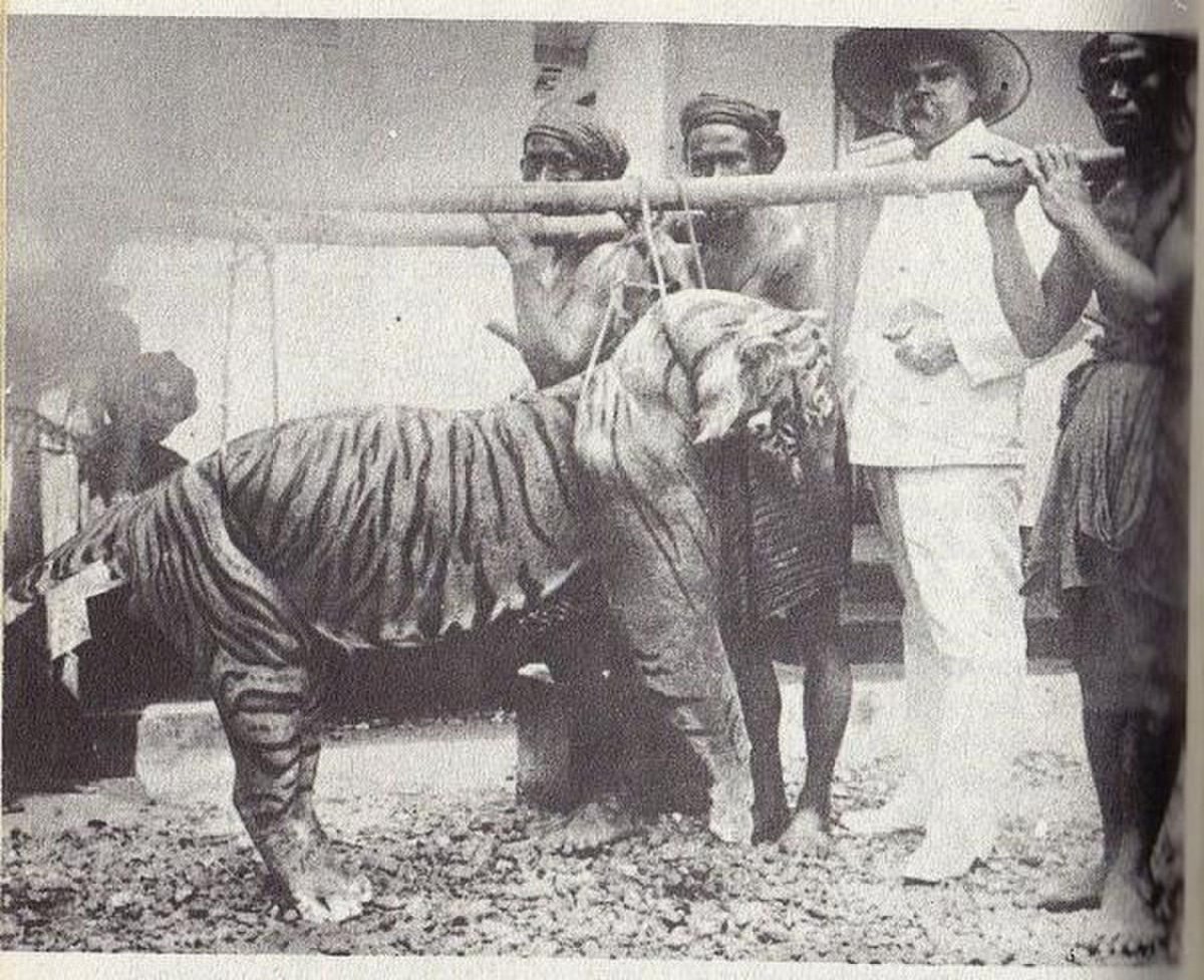 Мазандаранский тигр