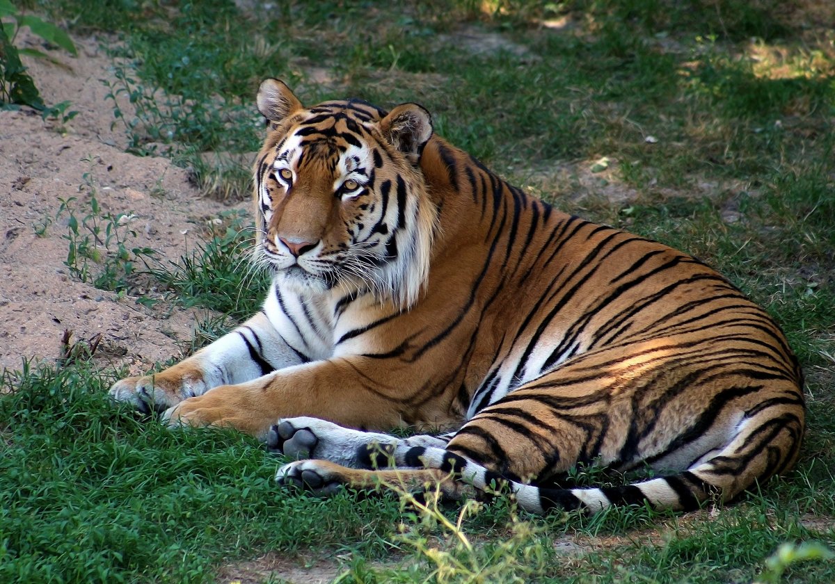 • Южно-китайский тигр • Туранский тигр