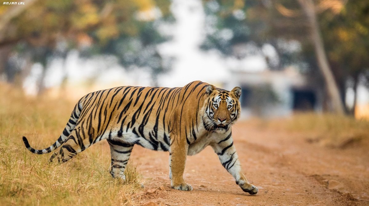 Балийский тигр исчезнувший