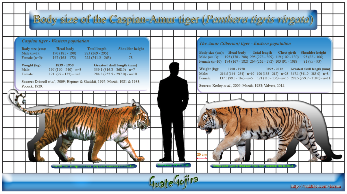 Туранский тигр и Амурский тигр