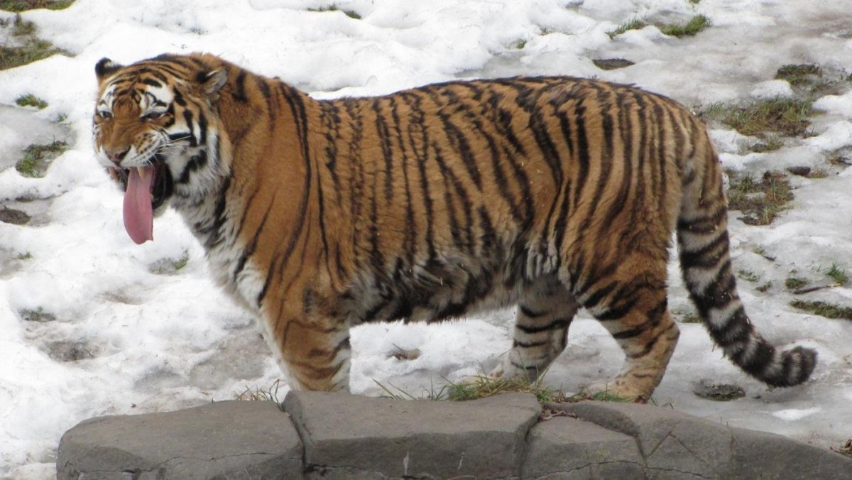 Panthera Tigris virgata