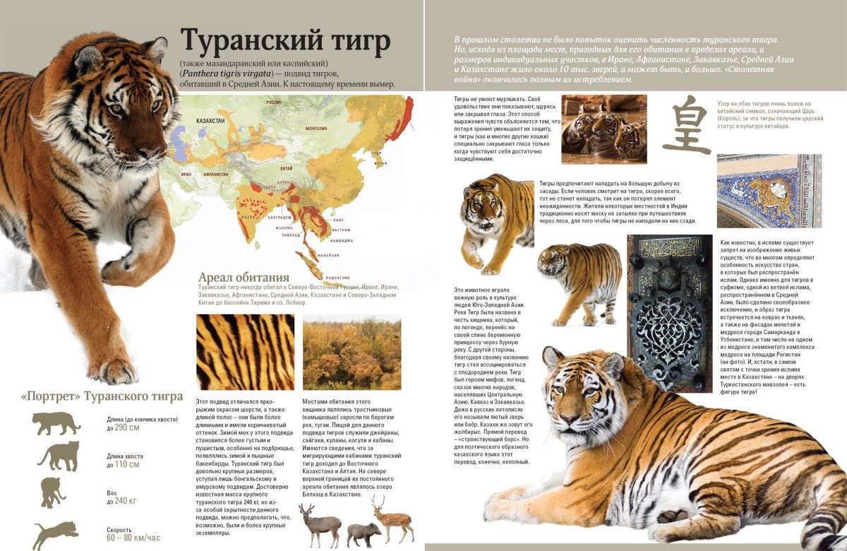 Туранский тигр и Амурский тигр