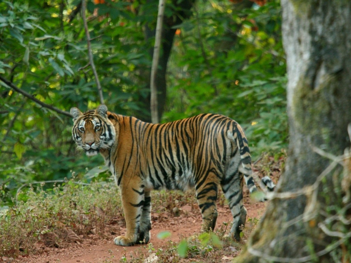 Яванский тигр в джунглях картинки