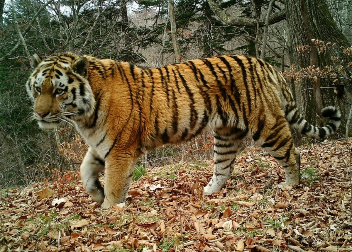 Туранский тигр Афганистан