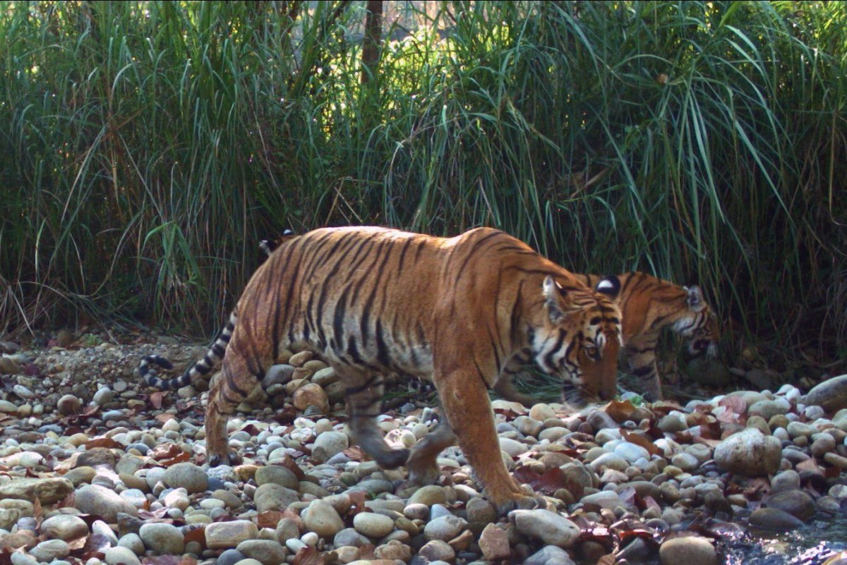Туранский (Каспийский) тигр