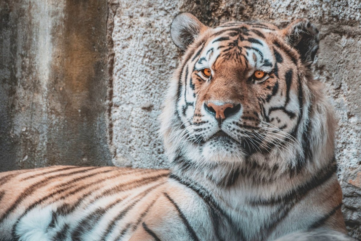 Мазандаранский тигр