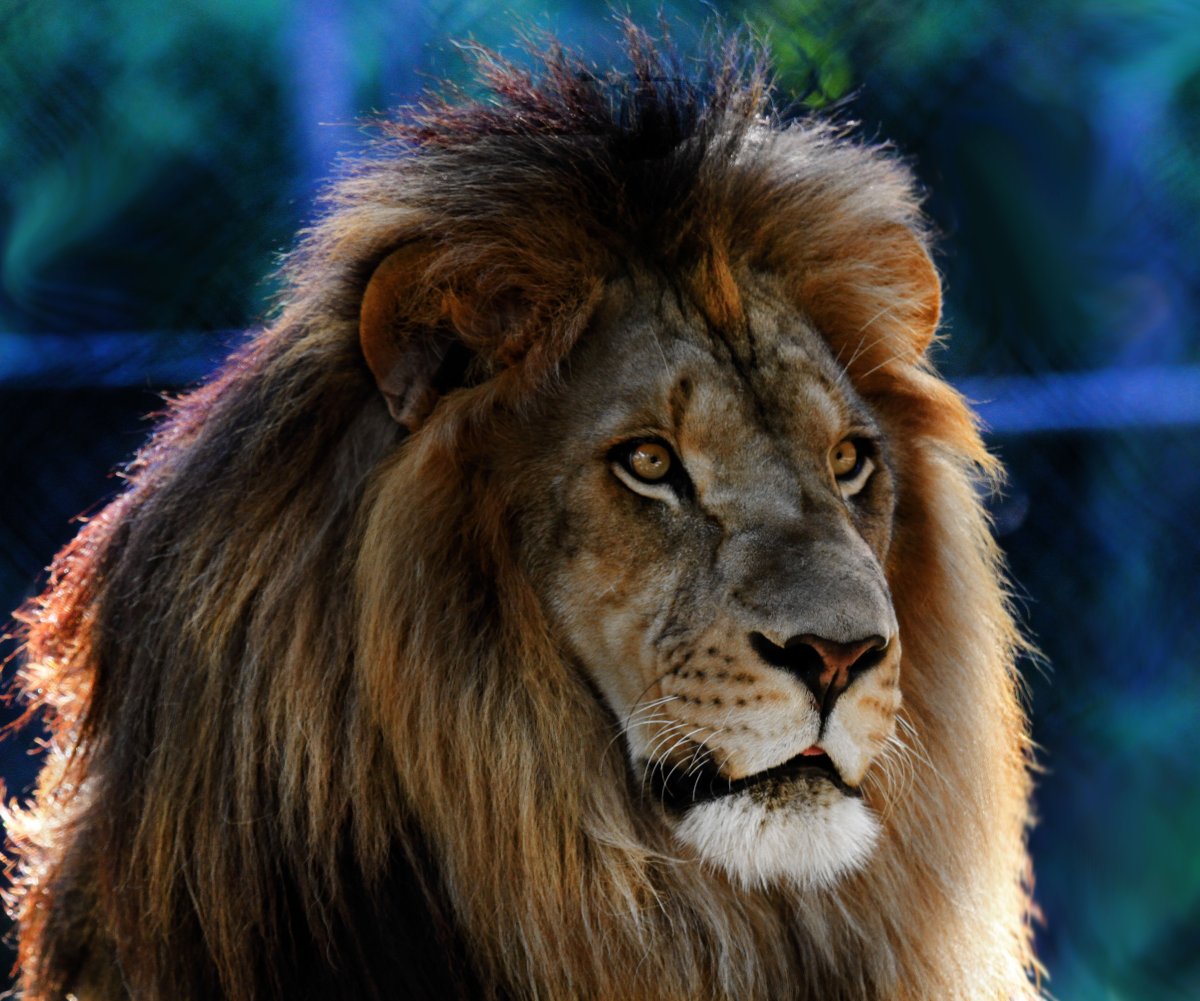 Голова Льва