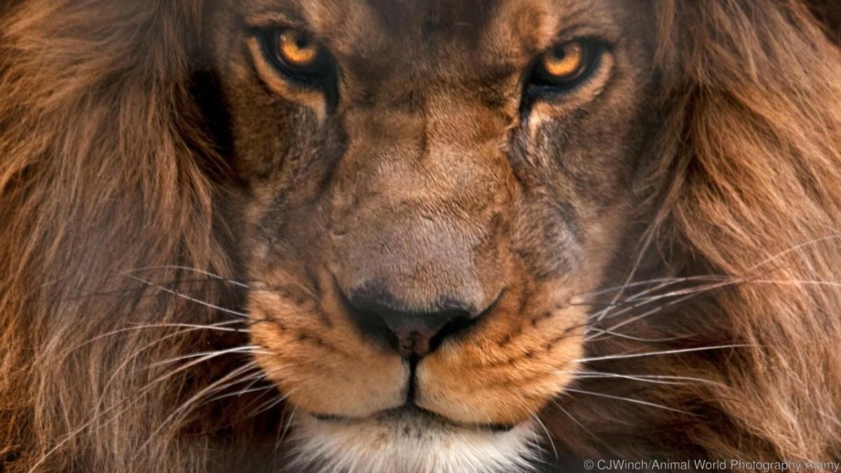 Черный Капский Лев