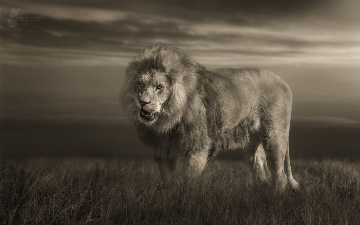 Черный Капский Лев