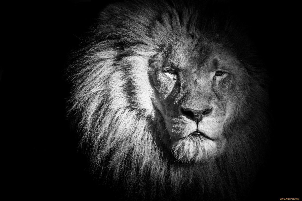 Лев на черном фоне
