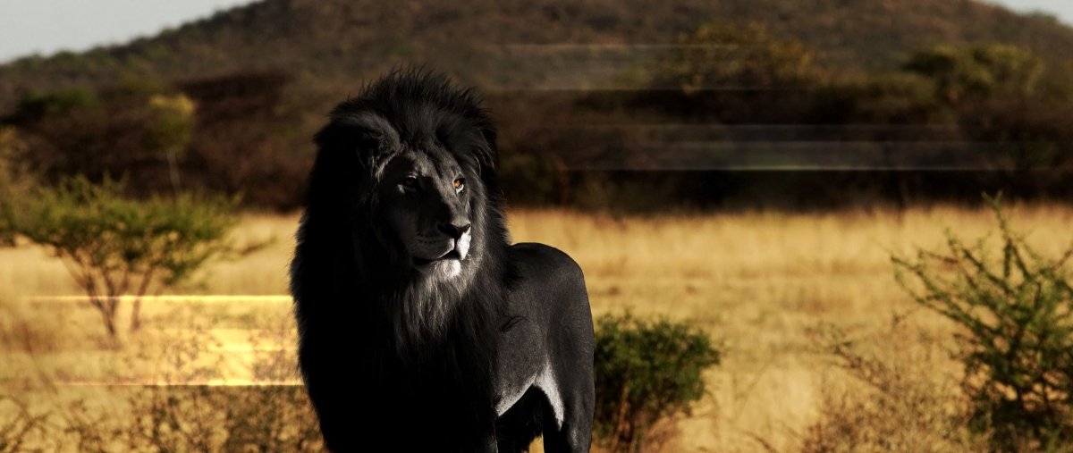 Черный Капский Лев