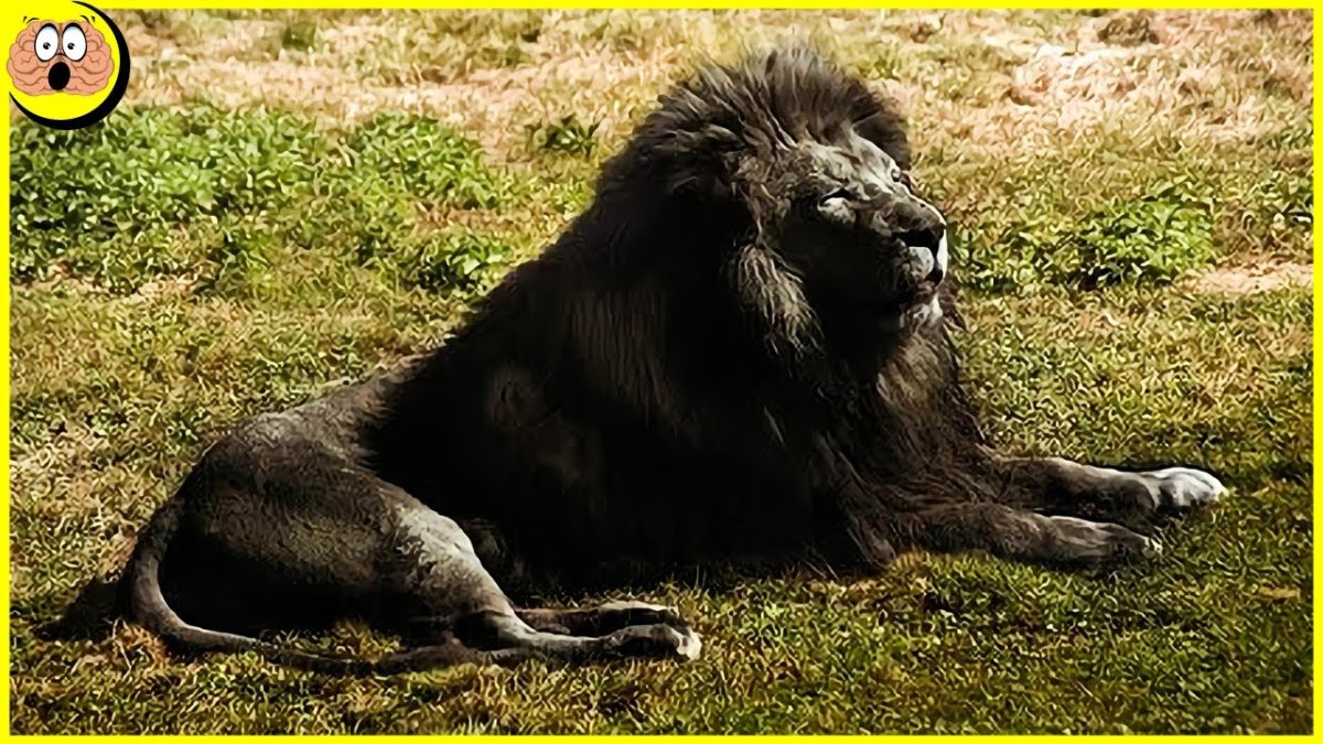 Меланизм у Львов