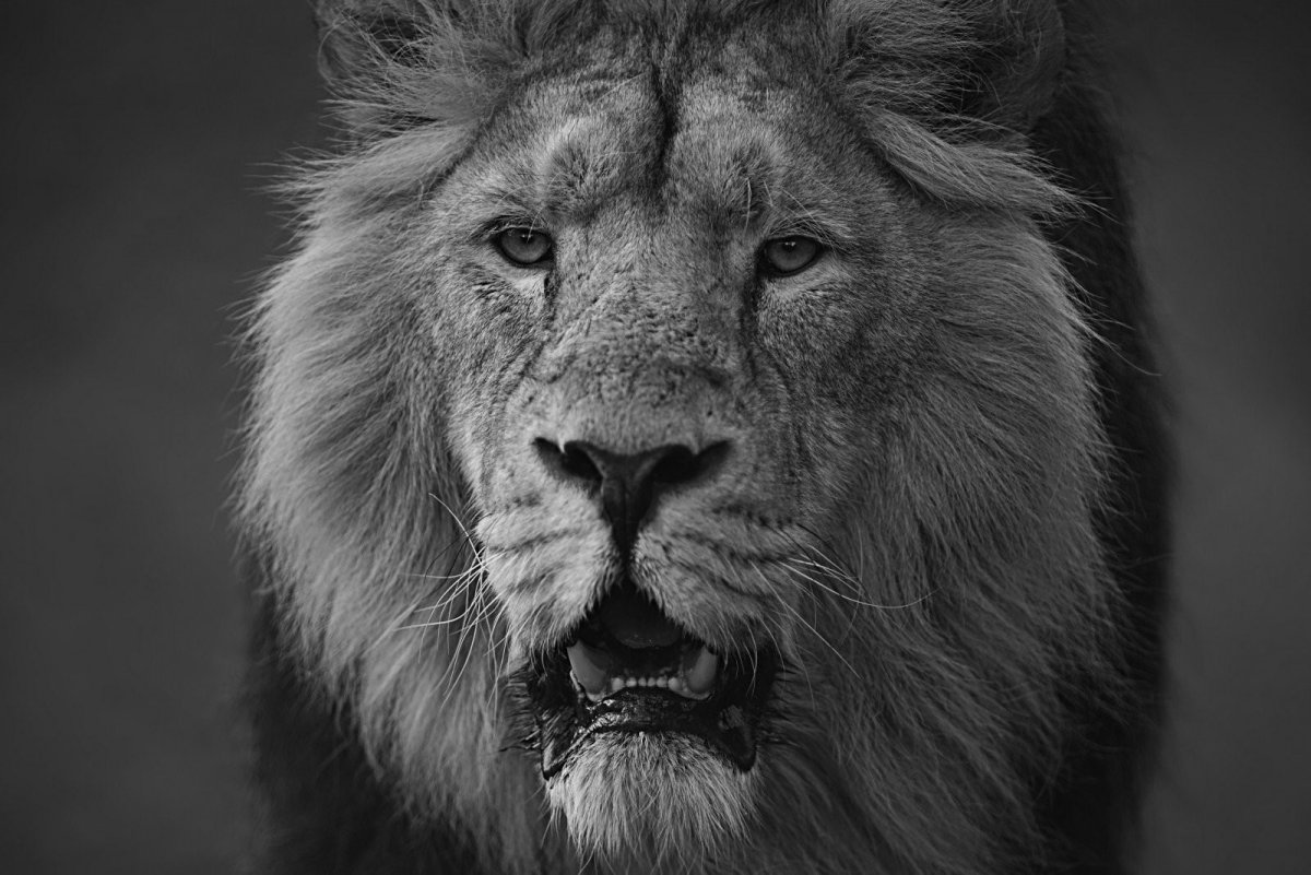 Лев черно белый
