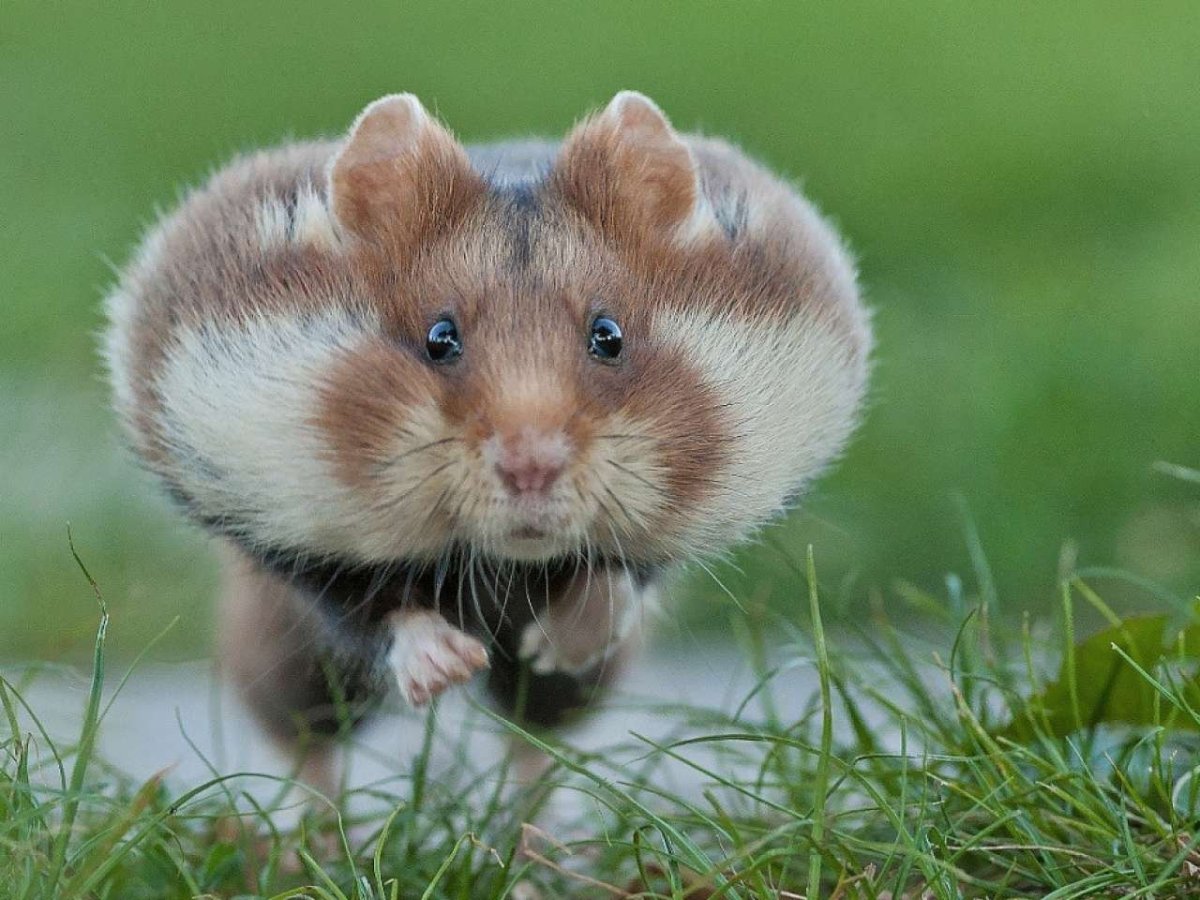 Русские хомячки