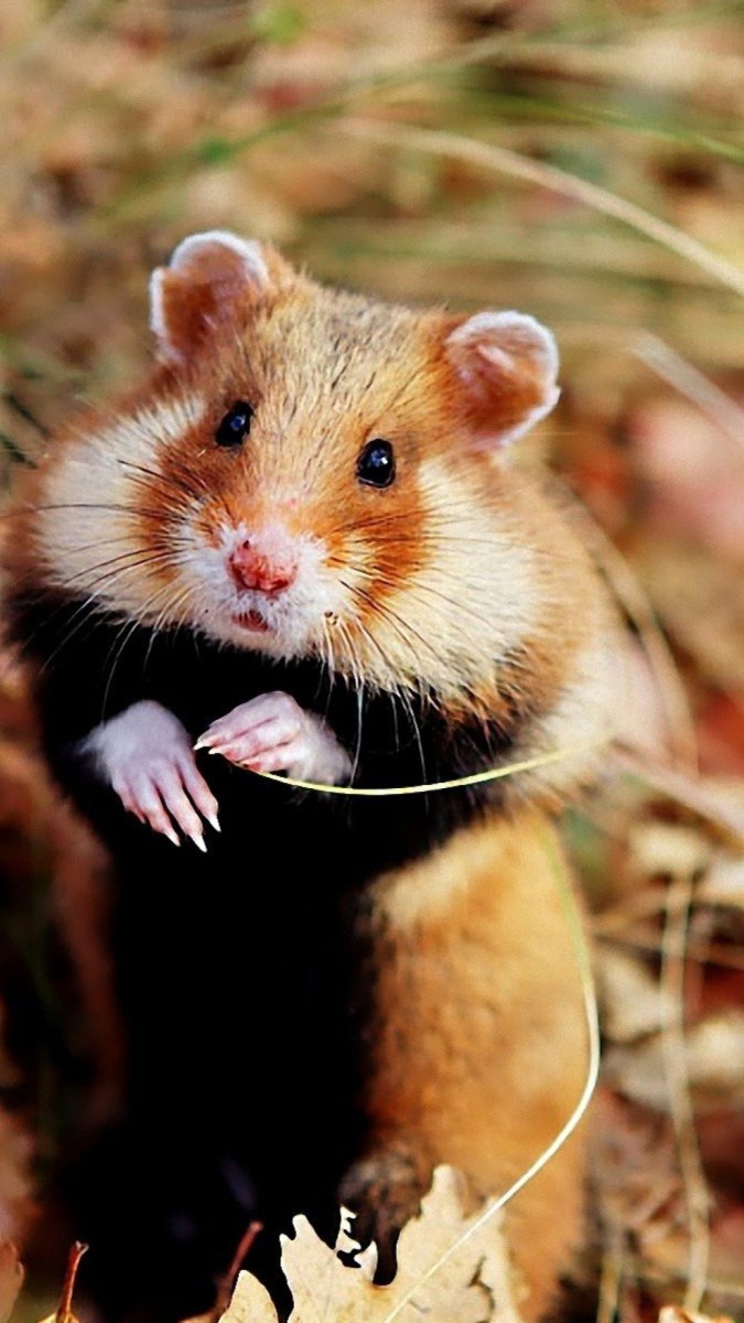 Черный хомяк карбыш