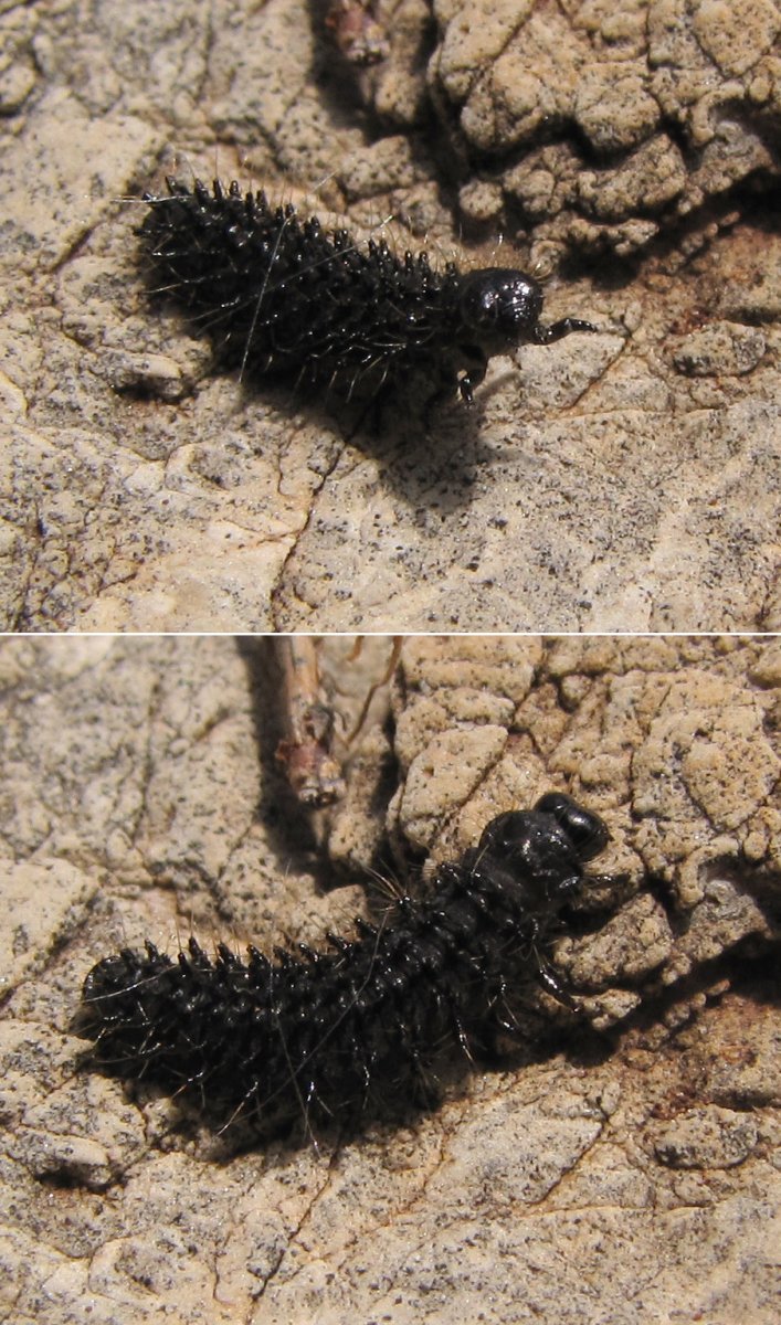 Мелкие черные гусеницы