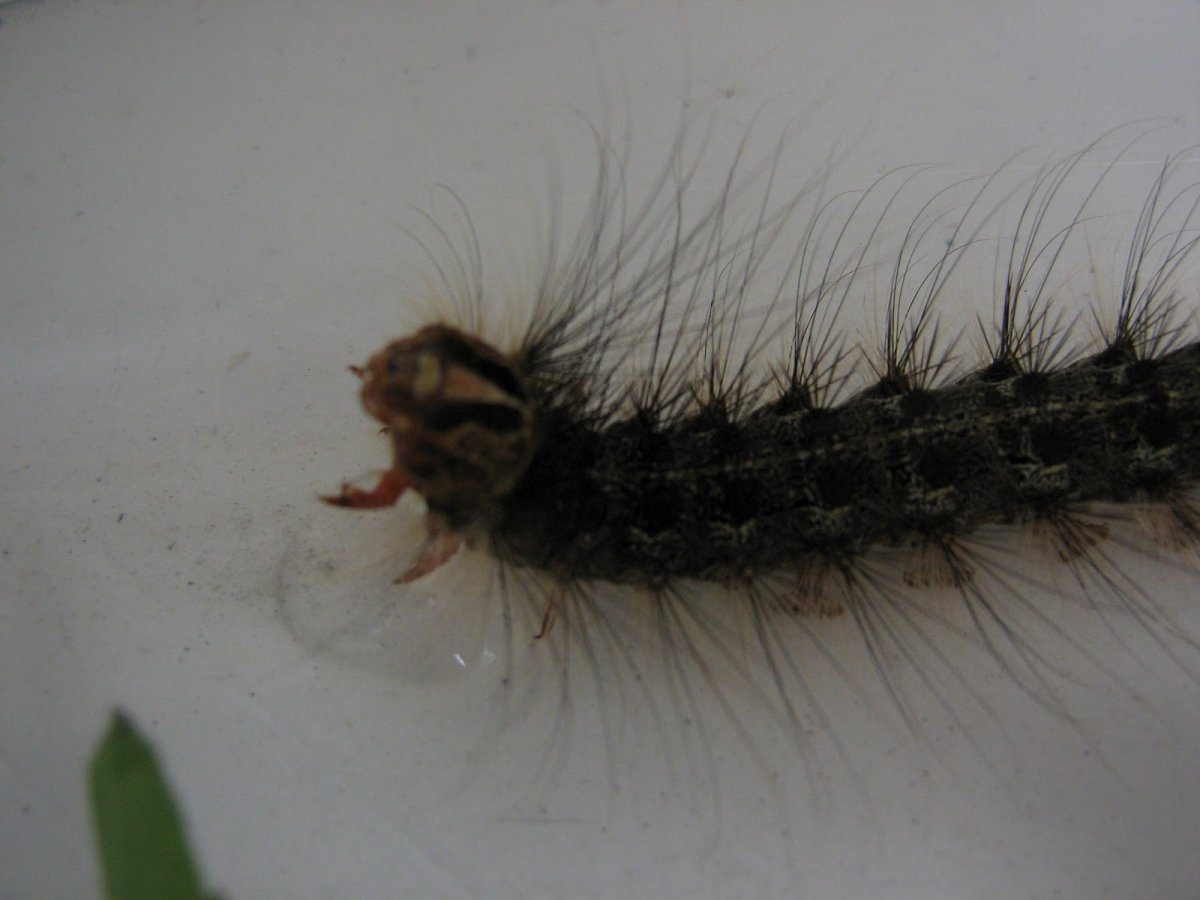 Мохнатка ком