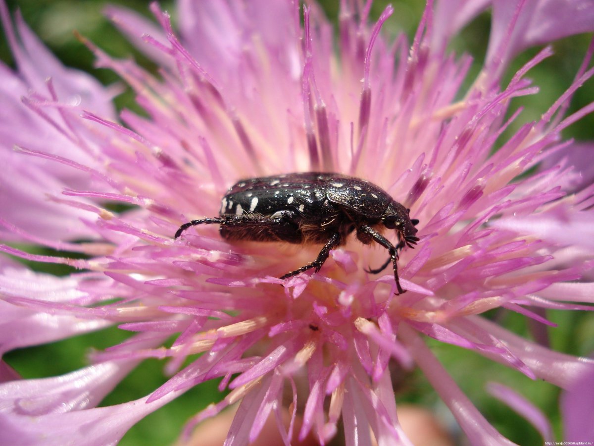 Черный мохнатый Жук