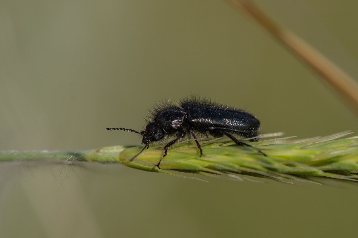 Волосистый темный Жук