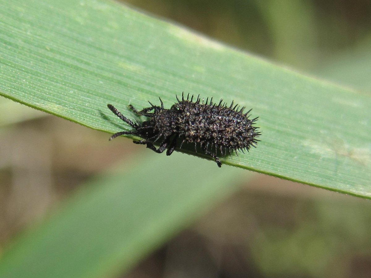 Жук шипоноска