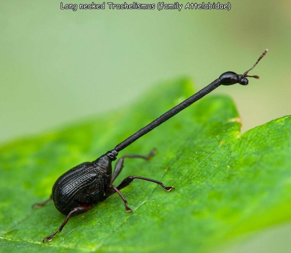 Долгоносик Жираф