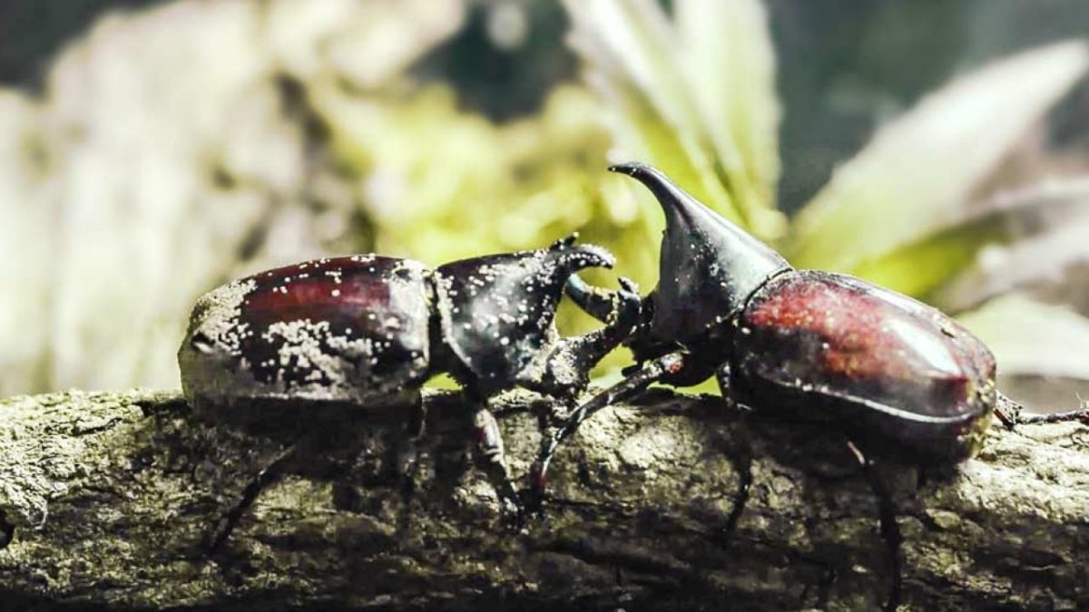 Вильчаторогий Жук носорог