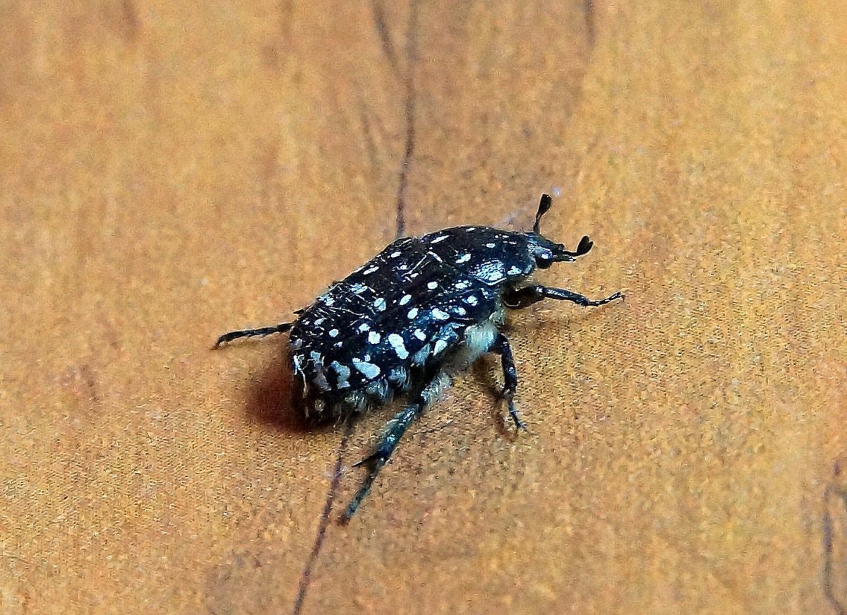 Черный Жук в белую крапинку