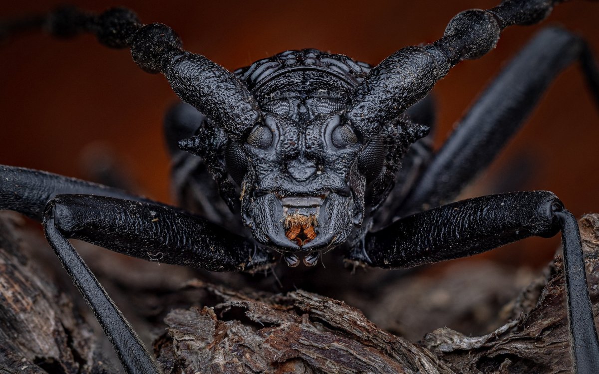 Усатый Жук арт